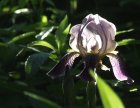 iris