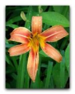 daylily4 6