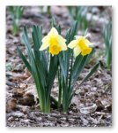 daffy1