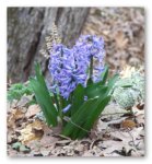 hyacinth1 2 hyacinth1 2